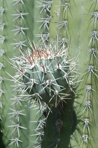 20060122111635   Aroused Cactus